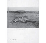 狼王羅伯:「動物文學之父」西頓不朽經典 【完整收錄1898年初版手繪插圖90張】